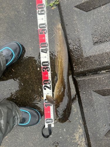 マナマズの釣果