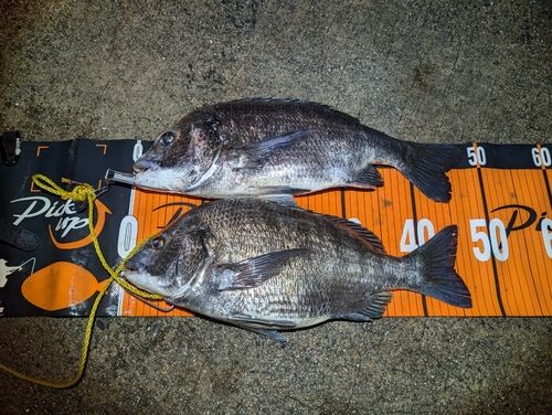 クロダイの釣果