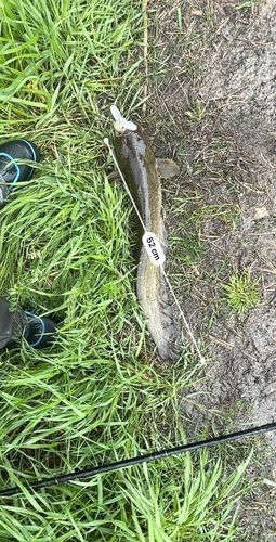 マナマズの釣果