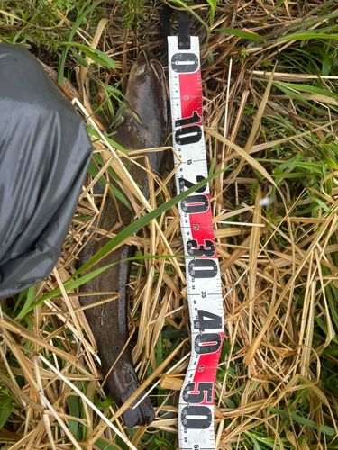 マナマズの釣果