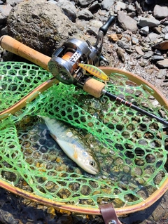 アマゴの釣果