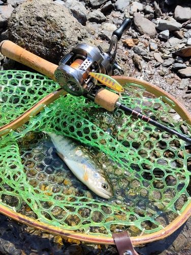アマゴの釣果