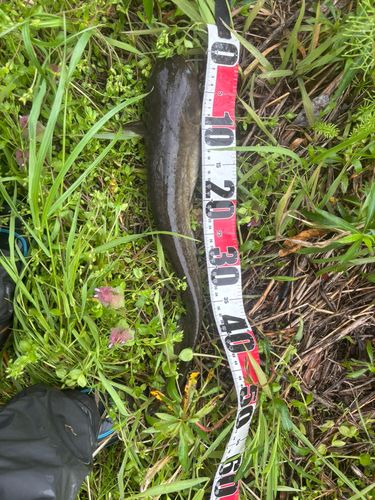 マナマズの釣果