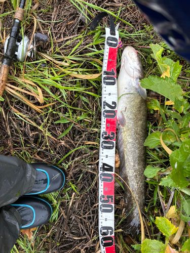 マナマズの釣果