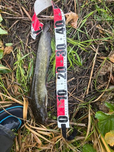 マナマズの釣果