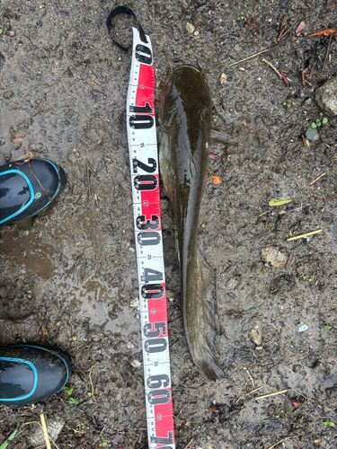 マナマズの釣果