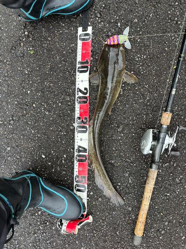 マナマズの釣果