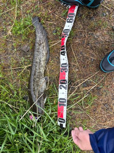 マナマズの釣果