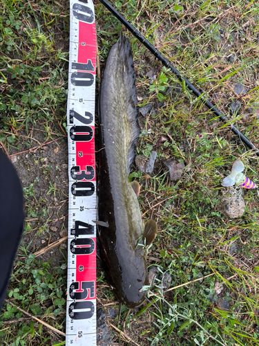 マナマズの釣果