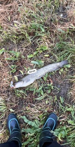 マナマズの釣果