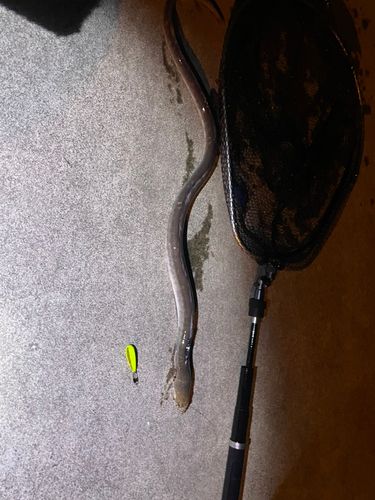 ホタテウミヘビの釣果