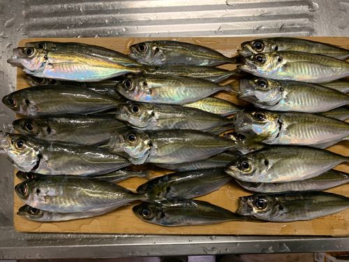 アジの釣果