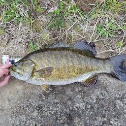 スモールマウスバス