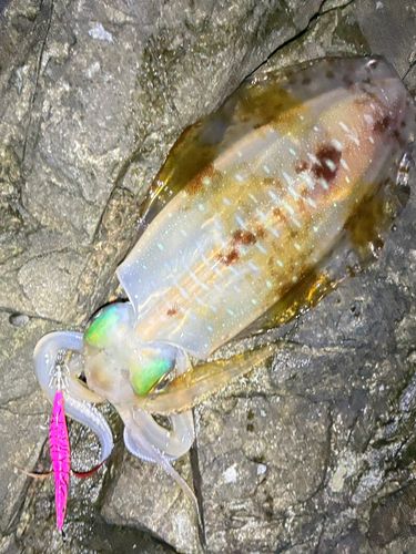 アオリイカの釣果