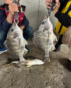 キビレの釣果