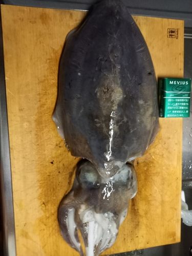 コウイカの釣果