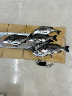 チヌの釣果