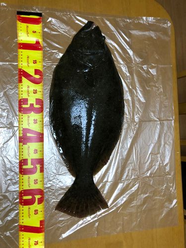 ヒラメの釣果