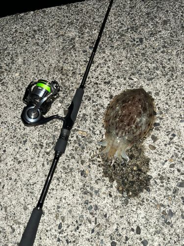 コウイカの釣果