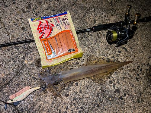 ヤリイカの釣果