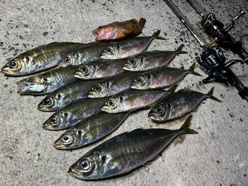 アジの釣果