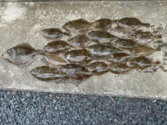 カレイの釣果