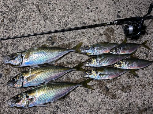 アジの釣果