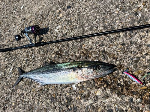 サワラの釣果