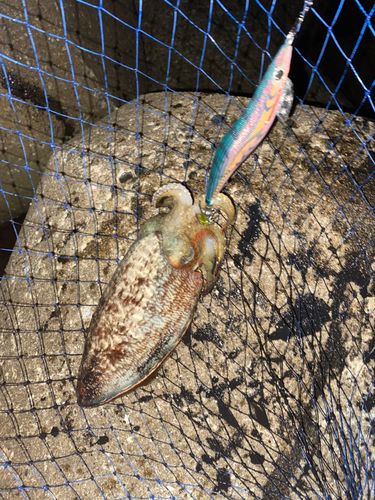 コウイカの釣果