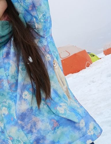 ワカサギの釣果