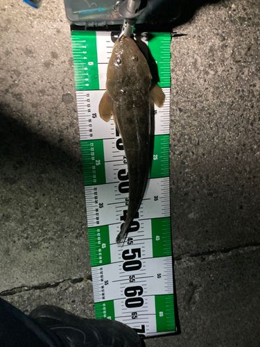 マゴチの釣果
