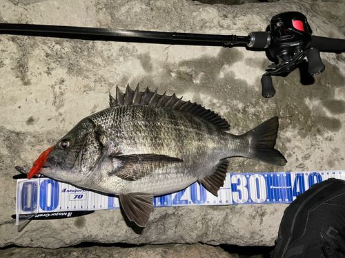 クロダイの釣果