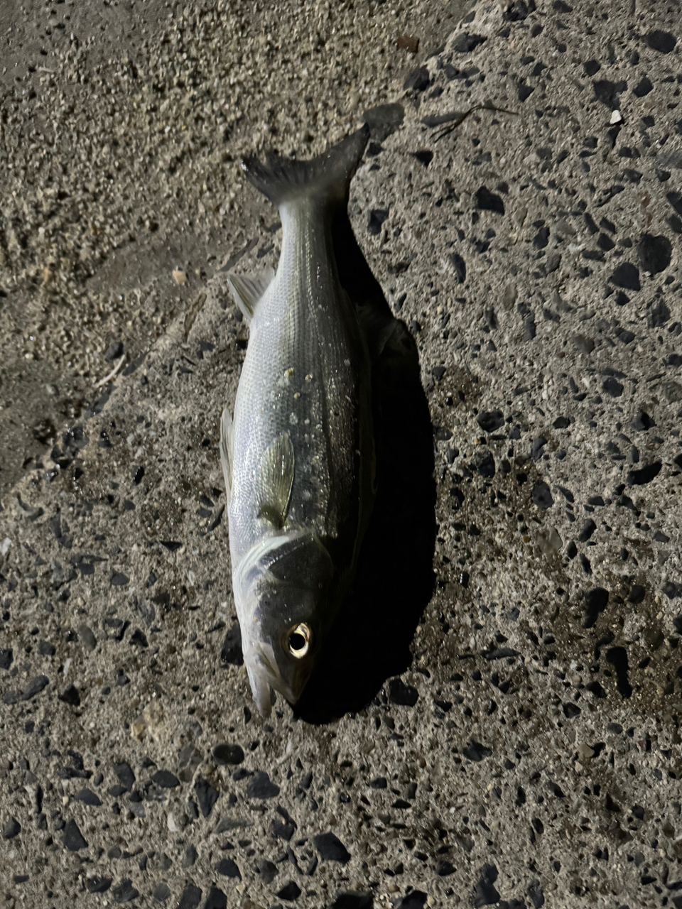 SUNLINE ソルティメイト キャリアハイ 6 1.7号/30.0lb
