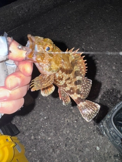カサゴの釣果