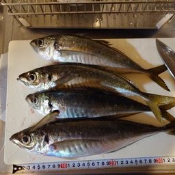 アジ
