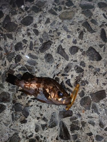 メバルの釣果