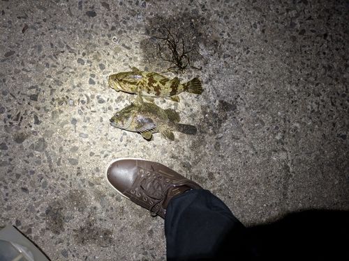 クロソイの釣果