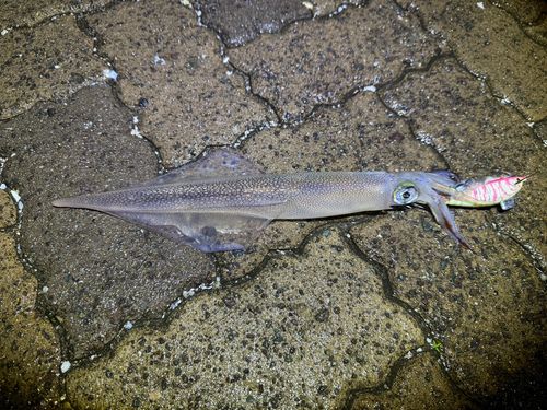 ヤリイカの釣果