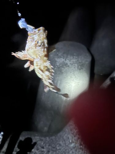 カサゴの釣果