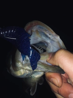 ラージマウスバスの釣果