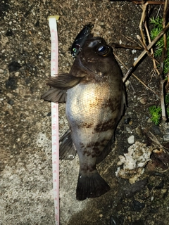 メバルの釣果