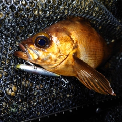 メバルの釣果