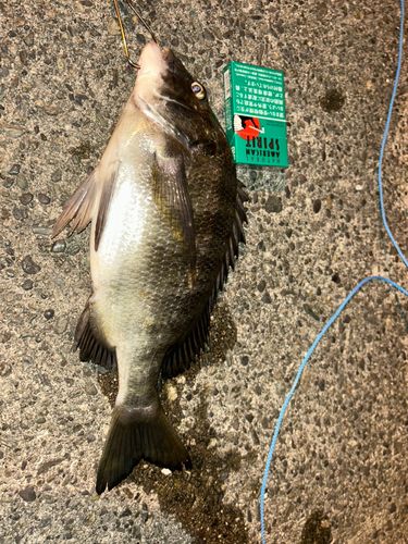 クロダイの釣果