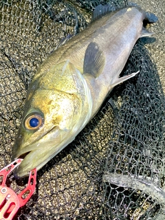 フッコ（マルスズキ）の釣果