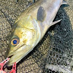 フッコ（マルスズキ）