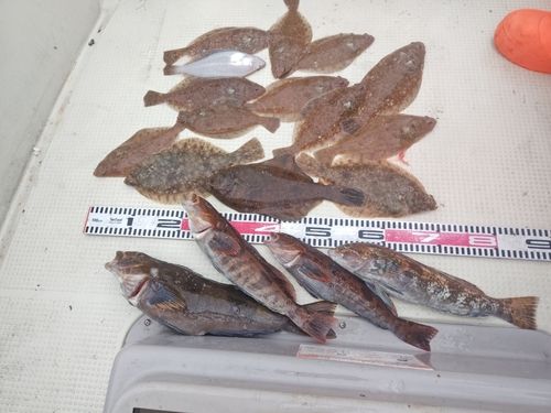 カレイの釣果
