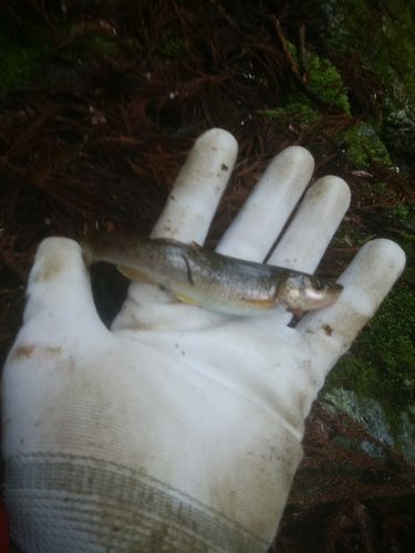 アブラハヤの釣果