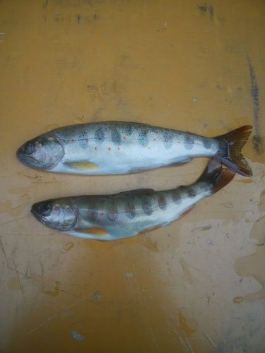 アマゴの釣果