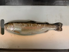 ニジマスの釣果