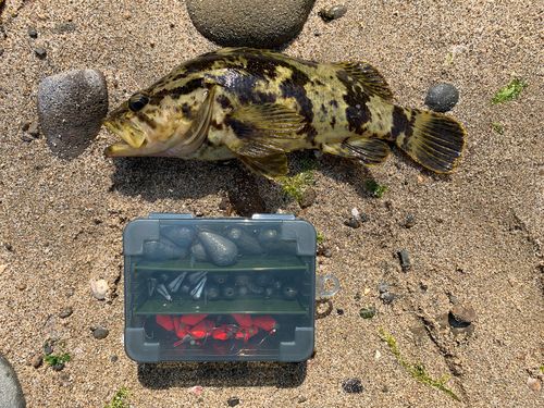 タケノコメバルの釣果